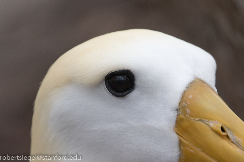 galapagos